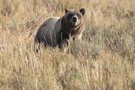 Trail Walker Assaulted by Grizzly in National Park Flown to Hospital