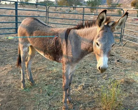 Donkey On the Mend After Newest Bow Assault on Feral Donkeys in the Golden State