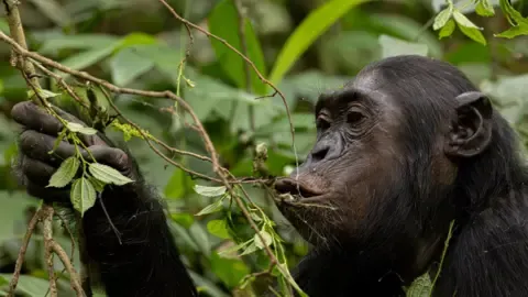Chimpanzees Drinking the Equivalent of a Beer Daily from Ripe Fruits, Study Finds