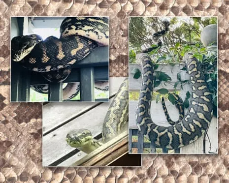 Welcoming my Serpents in the Overhead Space: An Evolution from Anxiety to Respect