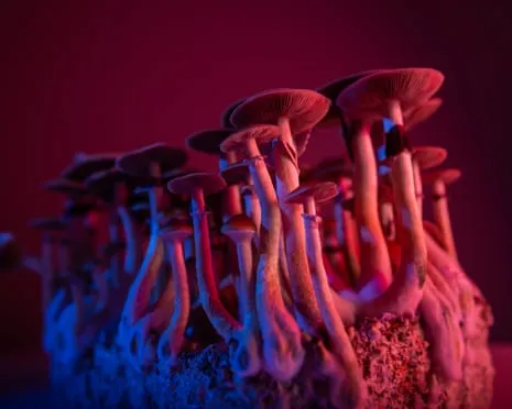 On Drugs by Justin Smith-Ruiu: A Reflective Exploration into Consciousness Expanders