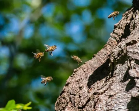 Why Protecting Honeybees Might Negatively Affect Wild Pollinators